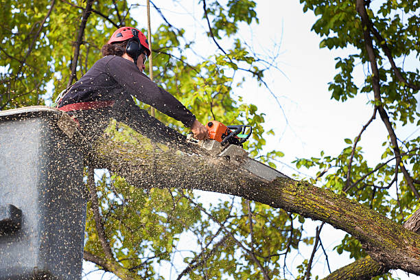 Best Arborist Consultation Services  in Rio Grande City, TX